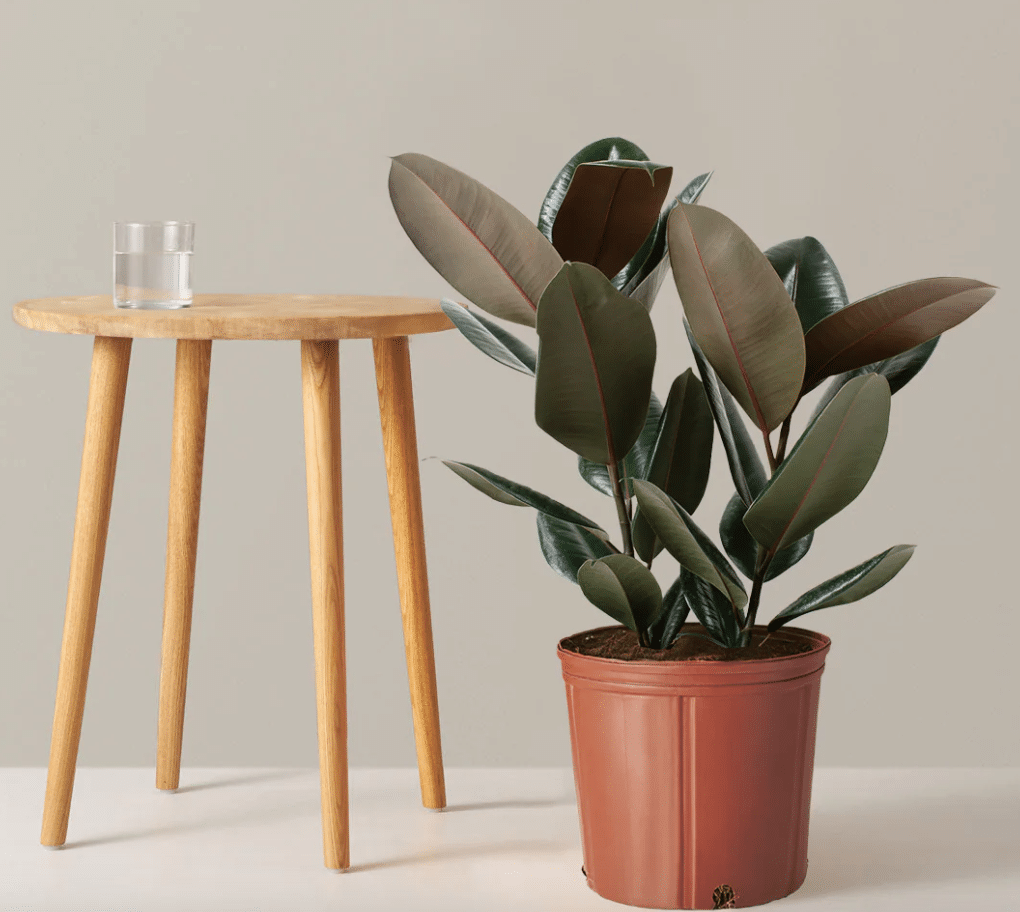 Burgundy Rubber Plant in red pot